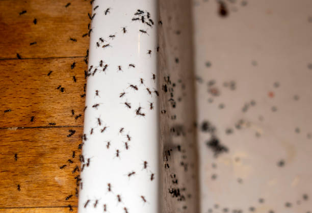 Best Pest Removal Services  in Dothan, AL